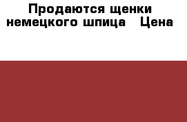 Продаются щенки немецкого шпица › Цена ­ 15 000 - Ленинградская обл., Санкт-Петербург г. Животные и растения » Собаки   